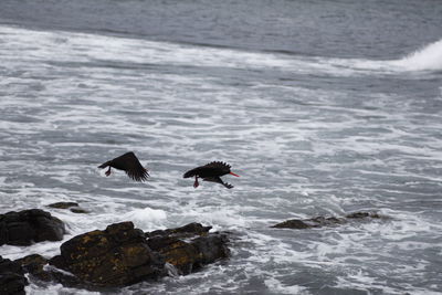 Birds in sea