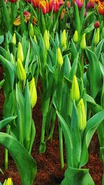 Close-up of vegetables on field