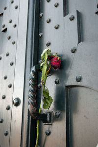 Close-up of rose plant on metal door