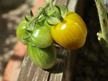 Close-up of fresh fruit