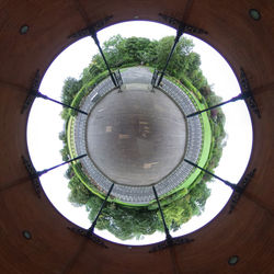 Directly below shot of trees and plants