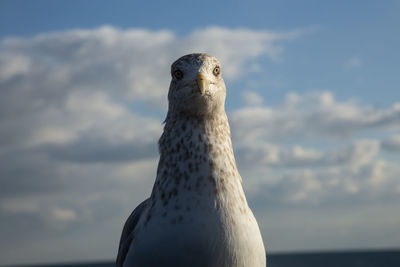 Close-up portrait of seagull against sky