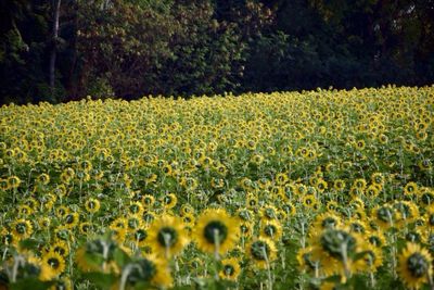 View of yellow flowers growing in field