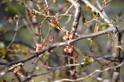 Close-up of berries on tree