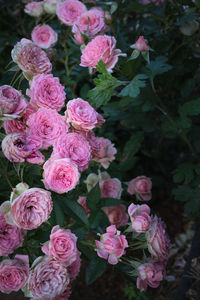 Close-up of pink roses