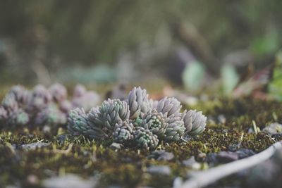 Close-up of succulent plant on land with moss