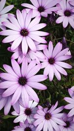 Close-up of purple flowers