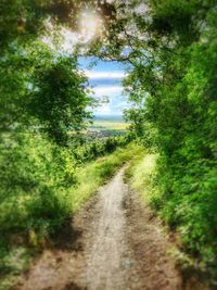 Surface level of dirt road along trees