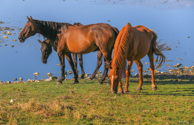 Horse standing on field