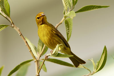 Close-up of bird perching on branch