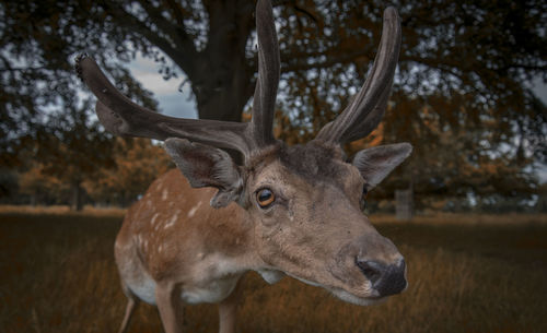 Close-up of deer standing on grassy field in forest