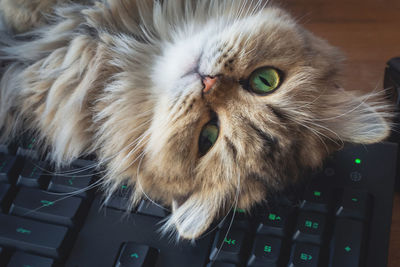 Close-up portrait of a cat
