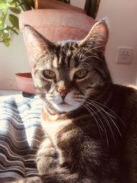 Close-up portrait of a cat