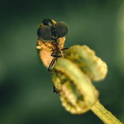 Close-up of robber flies on plant