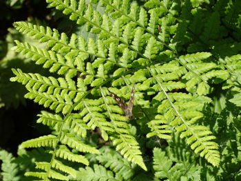 Close-up of green leaves