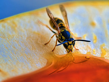 Close-up of insect on yellow flower