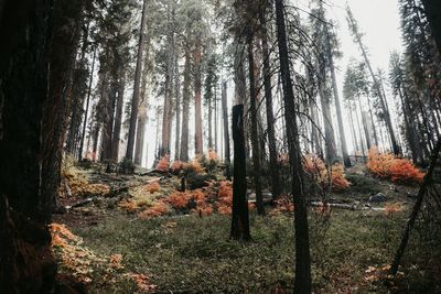 Trees in forest