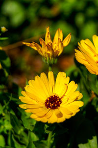 Close-up of yellow flowering plant