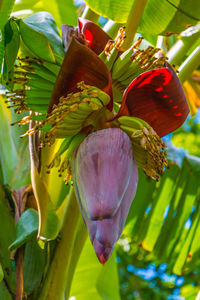 flowering plant