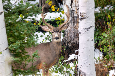 Large mule deer buck in a snowy forest.