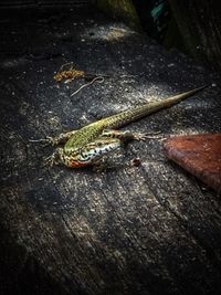 Close-up of frog on wood