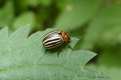 Close-up of insect on leaf