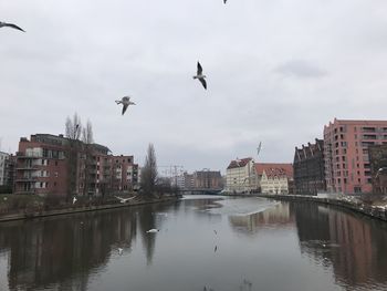 Birds flying over canal in city
