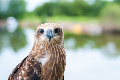 Close-up portrait of owl