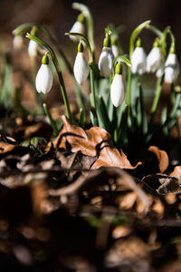 Close-up of white flowering plant