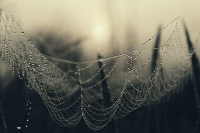 Close-up of water drops on cob web