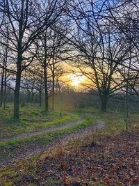 Bare trees on field during autumn