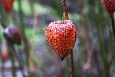 Close-up of dried chinese lantern lily