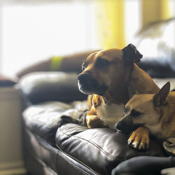 Close-up of dog relaxing on sofa at home