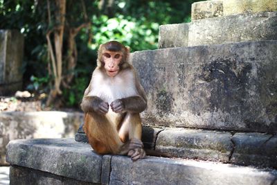 Monkey sitting on staircase