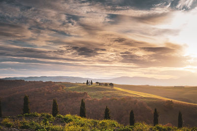 Scenic view of field against sky during sunset