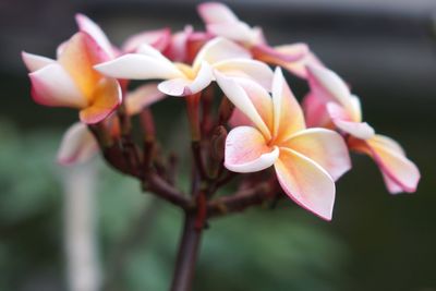 Close-up of pink frangipani flowers