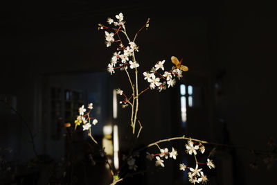 Close-up of white flowering plant at night