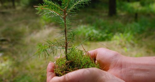 Cropped hand holding plant