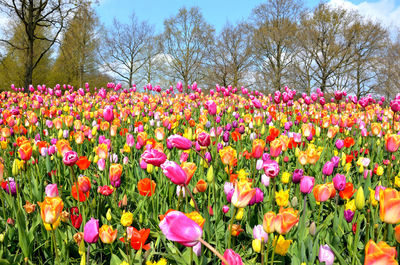 Pink tulips in field