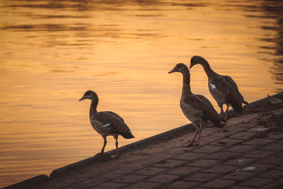 Birds perching on lake against sky during sunset