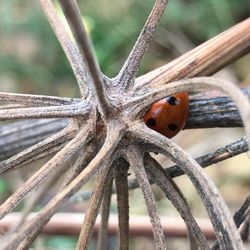 Close-up of ladybug on leaf