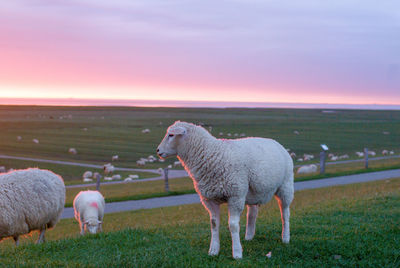 Sheep grazing on field