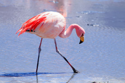 Bird in a lake