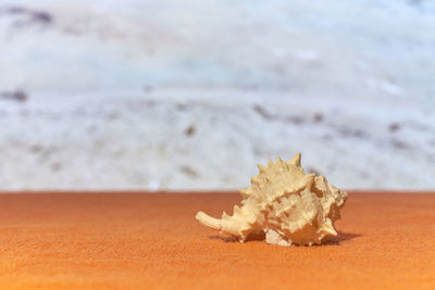 Close-up of leaf on beach