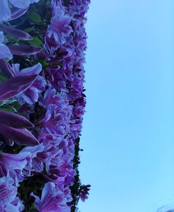 Close-up of purple flowering plant against clear blue sky