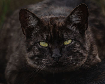 Close-up portrait of black cat