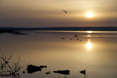 Silhouette birds flying over lake during sunset