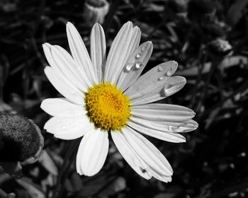 Close-up of daisy flowers