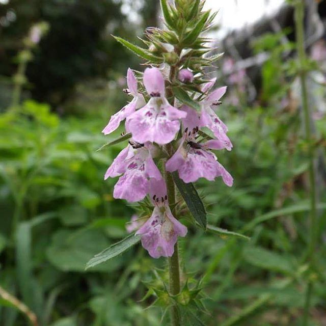 Pink tall flowers