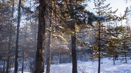 Snow covered trees in forest